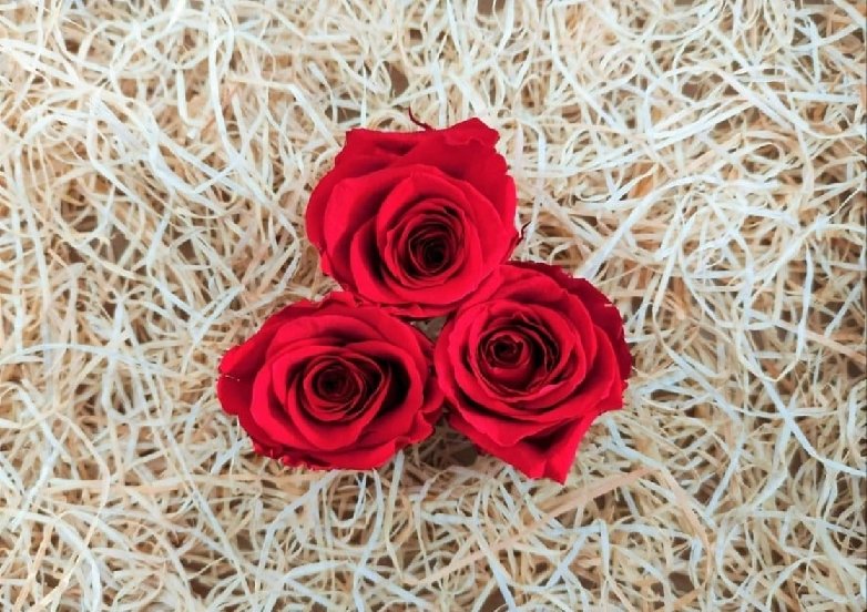 cabeza-de-rosa-preservada-regalo-original.jpeg