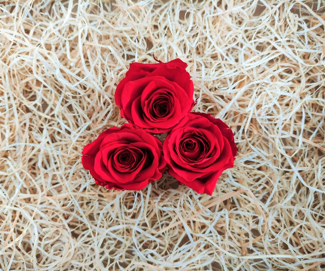 cabeza-de-rosa-preservada-regalo-original.jpg