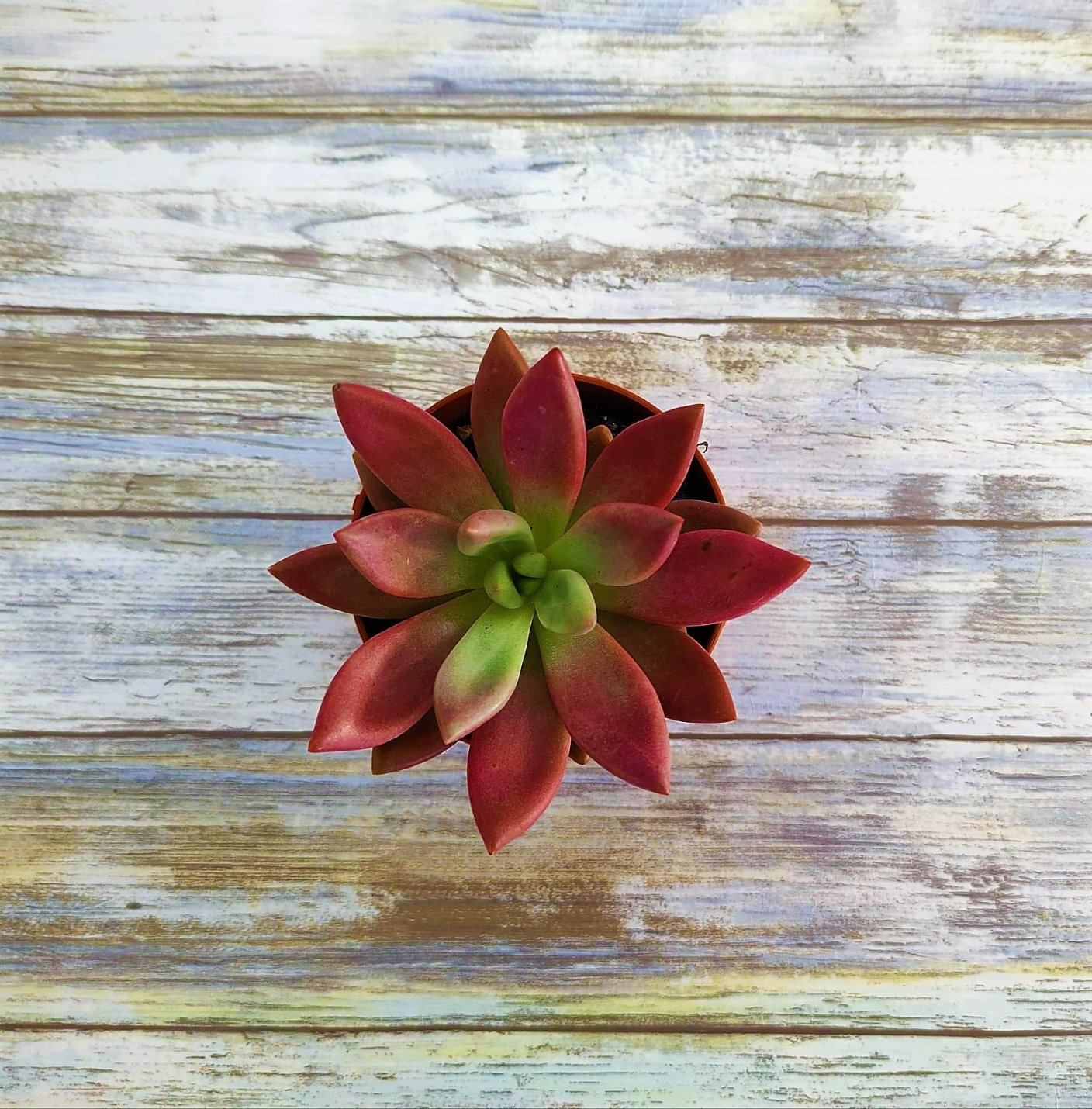 planta-crepusculo-regalo-original-2.jpg