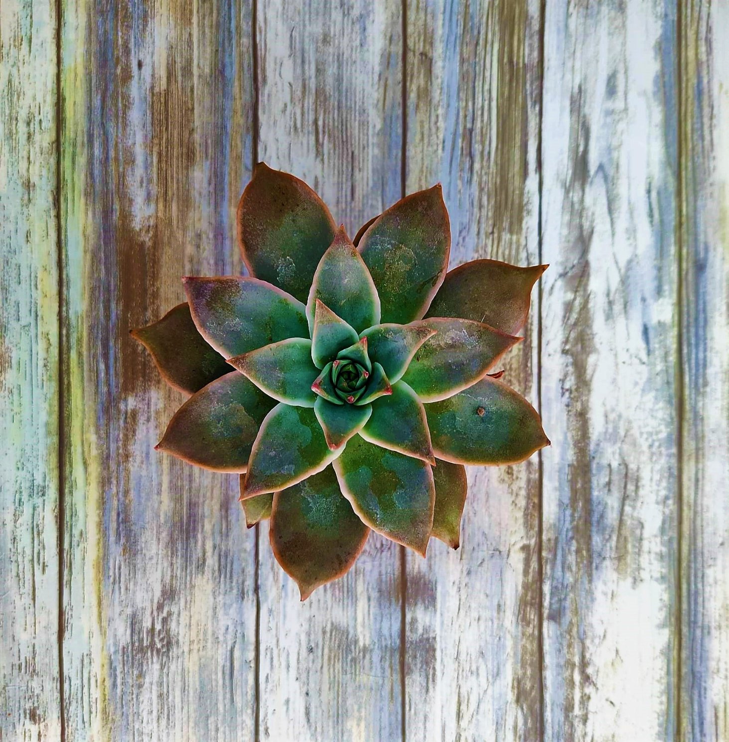 planta-fantasma-regalo-original-2.jpg