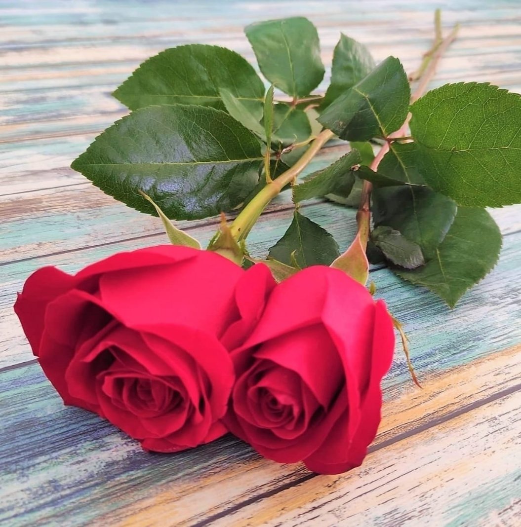 Rosa Roja