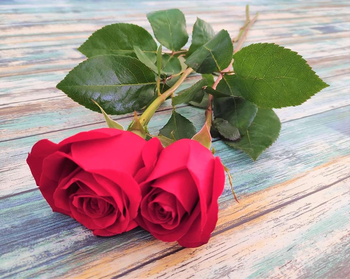 rosa-roja-regalo-romantico.jpg